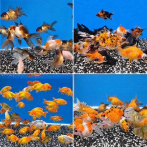 Assorted Fancy Goldfish x 4 (Ranchu/Telescope/Panda/Pearlscale)