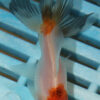 8-9cm High Quality Oranda (AM138)