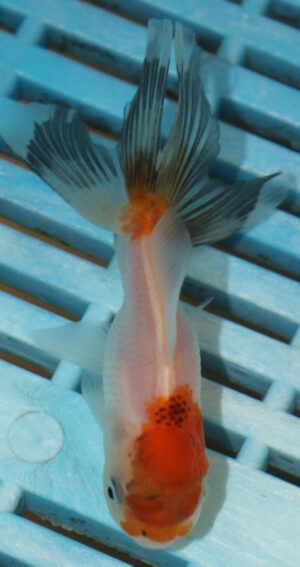 8-9cm High Quality Oranda (AM138)