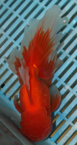High Quality Oranda 15-18cm (AM207)