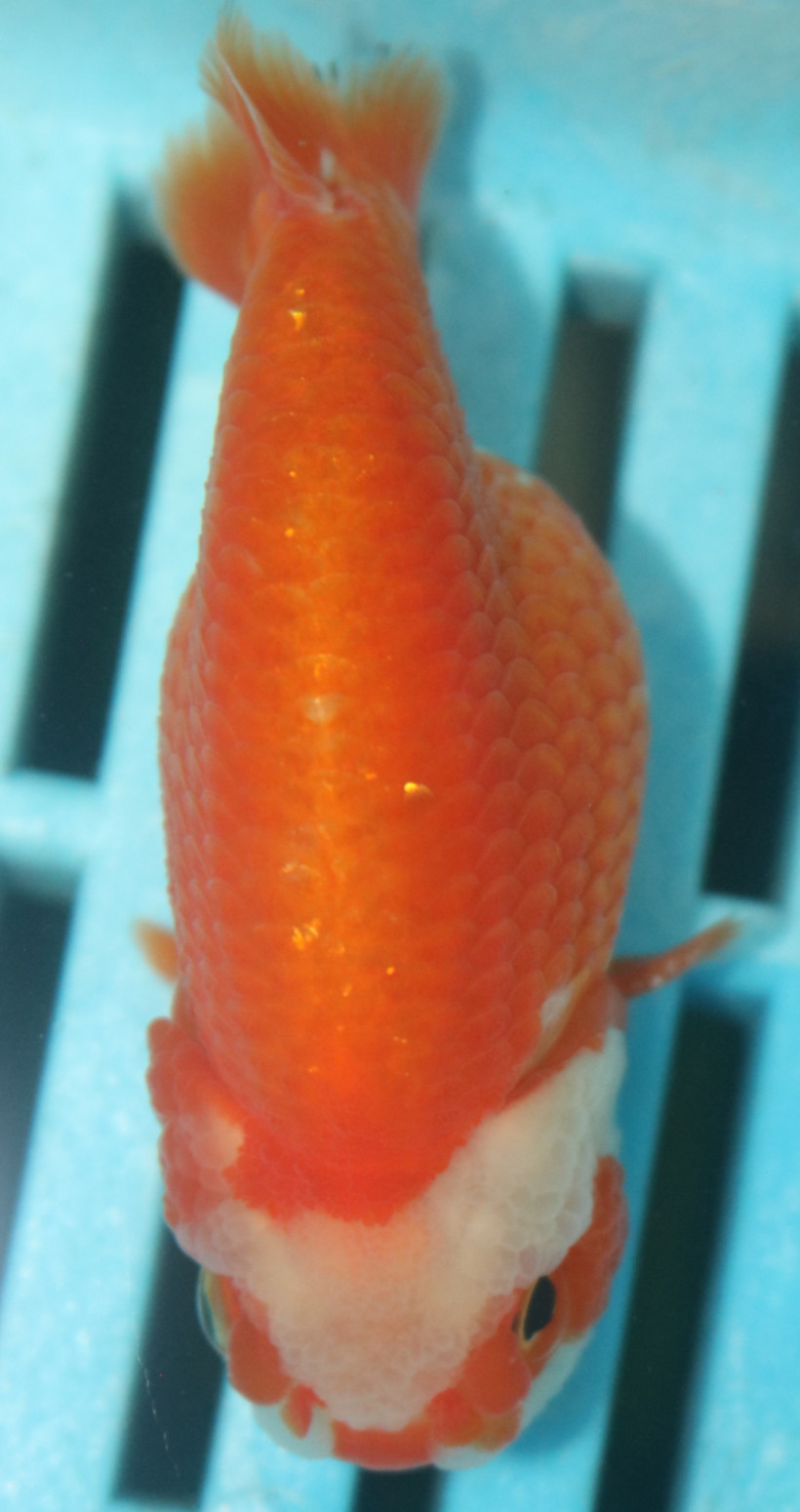 7-8cm High Quality Ranchu  (MK40)