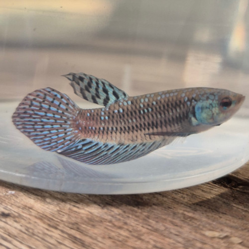Samurai Alien Betta Male