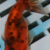 8-9cm High Quality Ranchu (AM257)