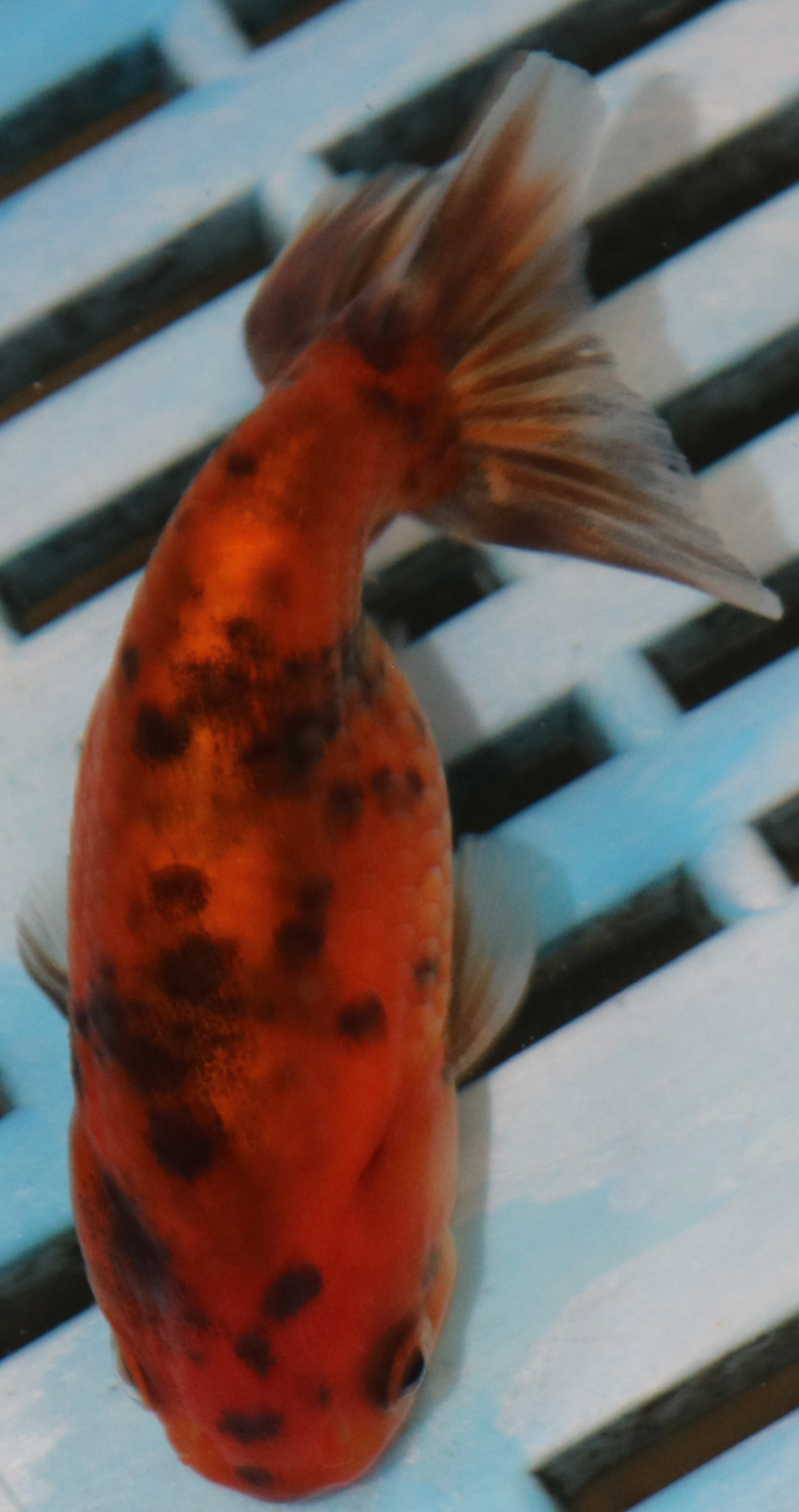 8-9cm High Quality Ranchu (AM257)