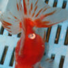High Quality Oranda 13-15cm (VC10)