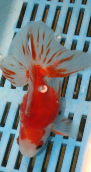 High Quality Oranda 13-15cm (VC10)