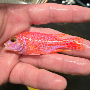 Photographed Peacock Cichlid 7-8cm (9)