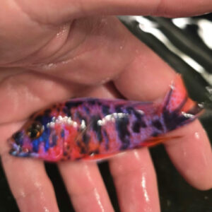 Photographed Peacock Cichlid 9-11cm (27)