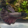 Black Dragon Betta Male