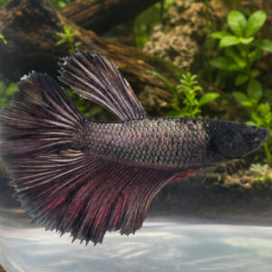 Black Dragon Betta Male