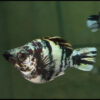 Zebra Blue Balloon Molly 