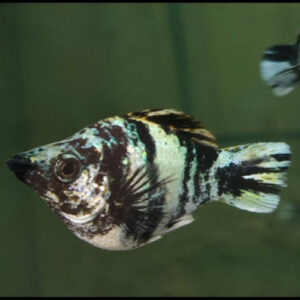 Zebra Blue Balloon Molly 