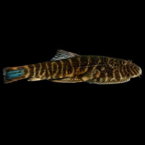 Blue Zebra Borneo Sucker  3-4cm