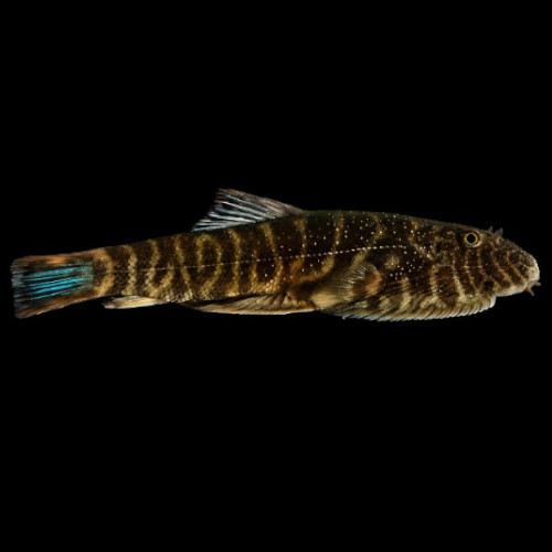 Blue Zebra Borneo Sucker 3-4cm