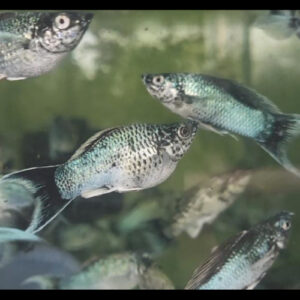 Electric Blue Lyretail Molly