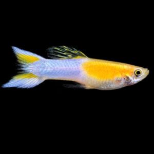 Japan Blue Golden Endler's Guppy 
