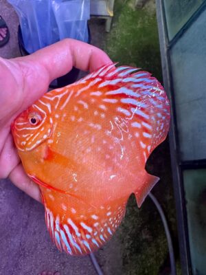 Hand Picked Discus (01)  ***HIGH GRADE*** 