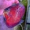 Hand Picked Discus (02)  ***HIGH GRADE***  
