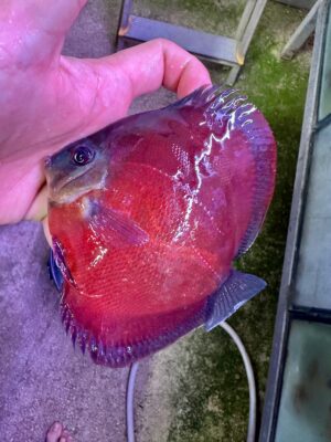 Hand Picked Discus (02)  ***HIGH GRADE***  