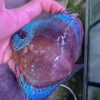 Hand Picked Discus (03)  ***HIGH GRADE***  