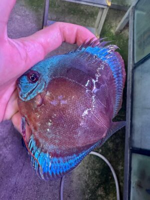 Hand Picked Discus (03)  ***HIGH GRADE***  