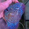 Hand Picked Discus (04)  ***HIGH GRADE***  