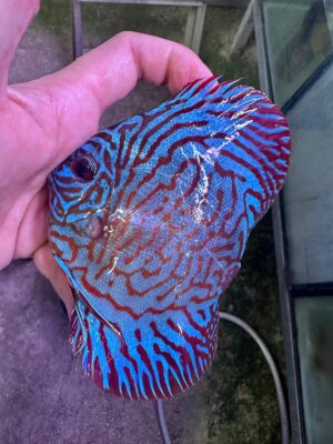 Hand Picked Discus (04)  ***HIGH GRADE***  