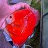 Hand Picked Discus (05)  ***HIGH GRADE***  