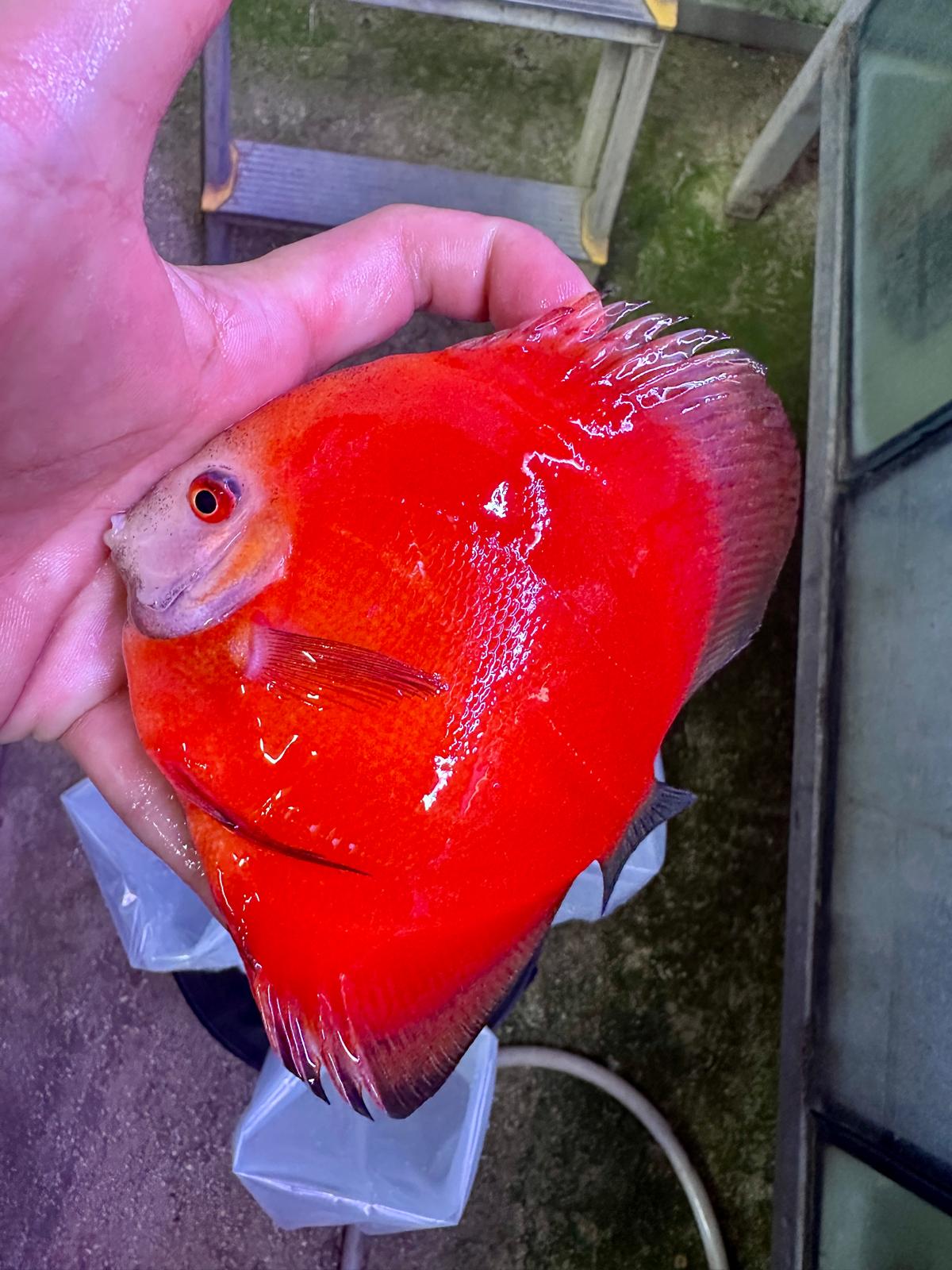 Hand Picked Discus (05) ***HIGH GRADE***
