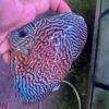 Hand Picked Discus (06)  ***HIGH GRADE*** 