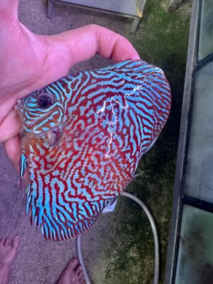 Hand Picked Discus (06)  ***HIGH GRADE*** 