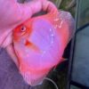 Hand Picked Discus (07)  ***HIGH GRADE***  
