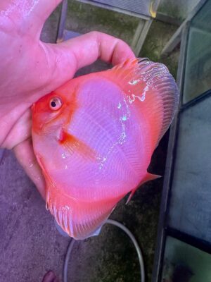 Hand Picked Discus (07)  ***HIGH GRADE***  