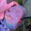 Hand Picked Discus (08)  ***HIGH GRADE*** 