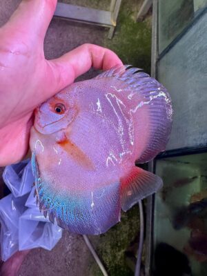 Hand Picked Discus (08)  ***HIGH GRADE*** 