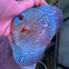 Hand Picked Discus (09)  ***HIGH GRADE*** 