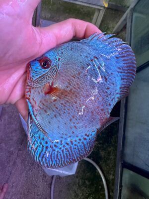 Hand Picked Discus (09)  ***HIGH GRADE*** 