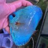 Hand Picked Discus (11)  ***HIGH GRADE*** 