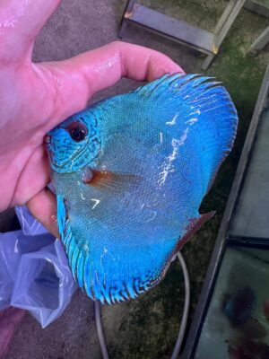 Hand Picked Discus (11)  ***HIGH GRADE*** 