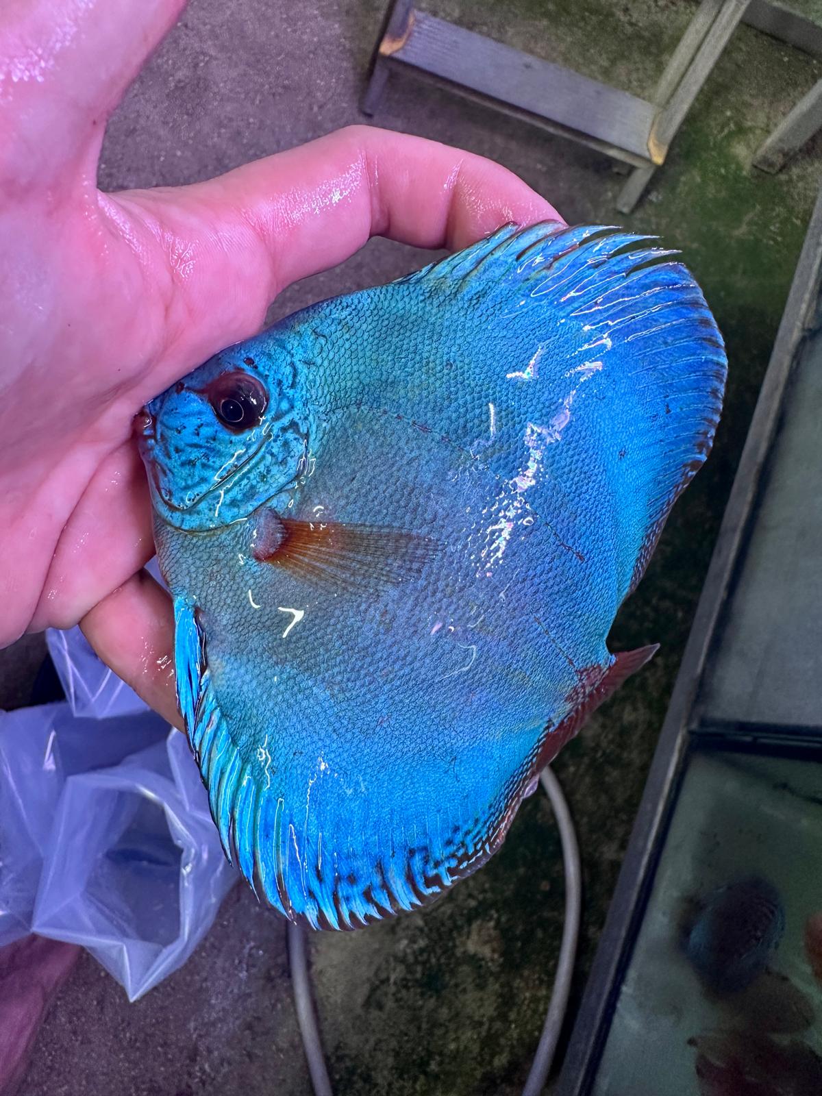 Hand Picked Discus (11) ***HIGH GRADE***