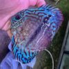 Hand Picked Discus (12)  ***HIGH GRADE***  