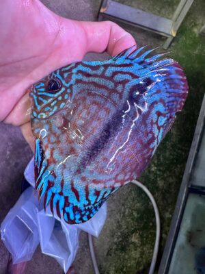 Hand Picked Discus (12)  ***HIGH GRADE***  