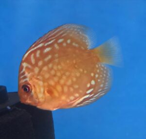Royal Blue Discus 5/6cm