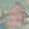 Selected High Grade Black and White King Tiger Pleco L333 8/10cm