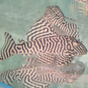 Selected High Grade Black and White King Tiger Pleco L333 8/10cm