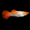 Koi Guppy 