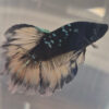 Blue Avatar Betta Yellow Tail Male