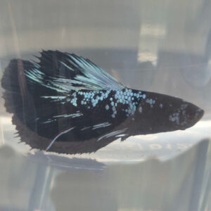 Photographed Premium Avatar Betta (11)
