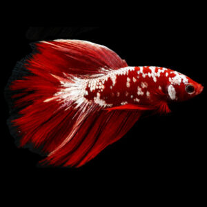 Red Gold Galaxy Male Fighter Longtail  