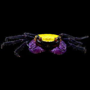 Sunshine Vampire Crab 